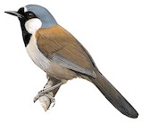 Chestnut-backed Laughingthrush Illustration