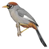 Chestnut-capped Laughingthrush Illustration