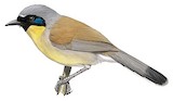 Yellow-throated Laughingthrush Illustration