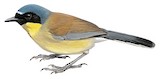 Blue-crowned Laughingthrush Illustration