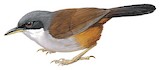 Wayanad Laughingthrush Illustration