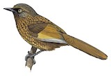 Scaly Laughingthrush Illustration