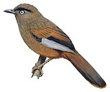 Blue-winged Laughingthrush Illustration