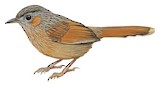 Streaked Laughingthrush Illustration