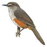 Ashambu Laughingthrush Illustration