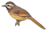 Striped Laughingthrush Illustration