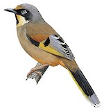 Variegated Laughingthrush Illustration