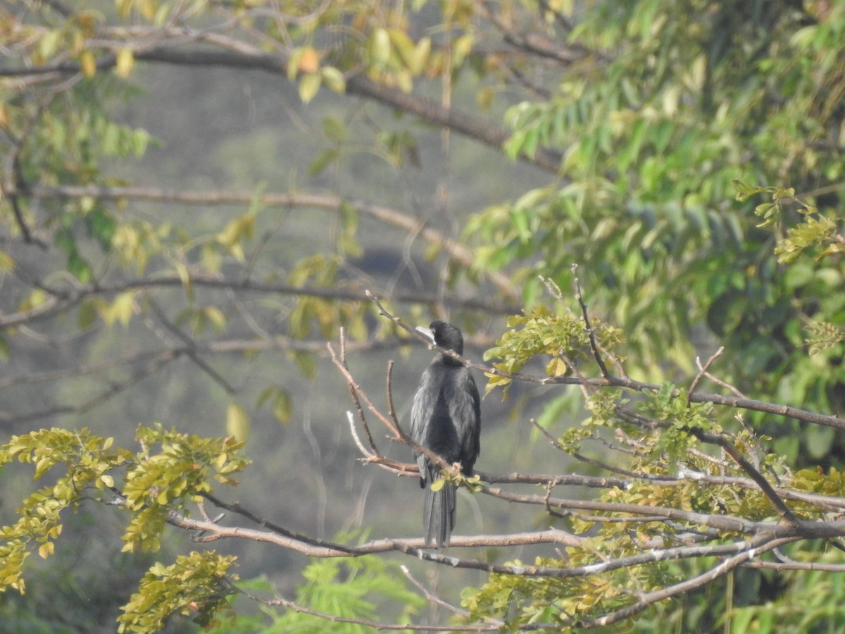 Little Cormorant - Manoj Karingamadathil