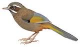 White-whiskered Laughingthrush Illustration