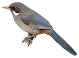 Brown-cheeked Laughingthrush Illustration