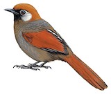 Red-tailed Laughingthrush Illustration