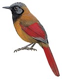 Red-winged Laughingthrush Illustration