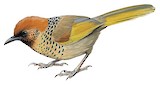 Chestnut-crowned Laughingthrush Illustration