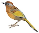 Assam Laughingthrush Illustration