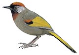 Silver-eared Laughingthrush Illustration