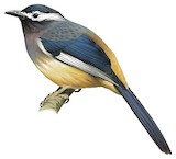 White-eared Sibia Illustration