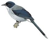 Black-headed Sibia Illustration