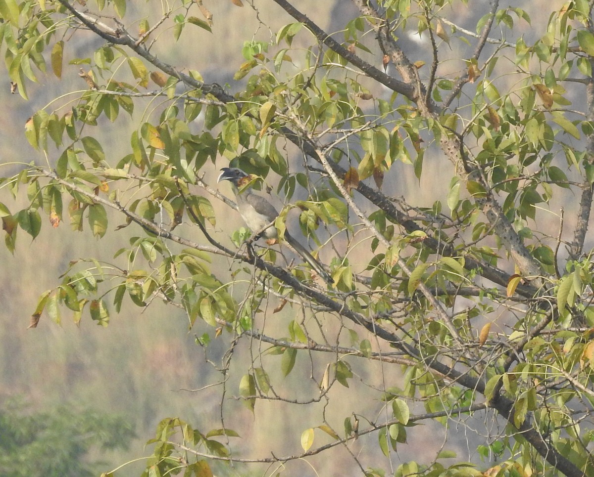 Indian Gray Hornbill - Manoj Karingamadathil