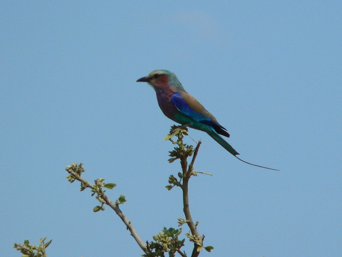 Lilac-breasted Roller - Paul Suchanek