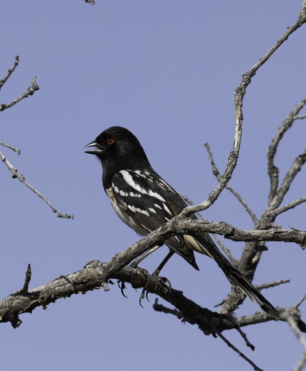 Spotted Towhee (maculatus Group) - ML153128671
