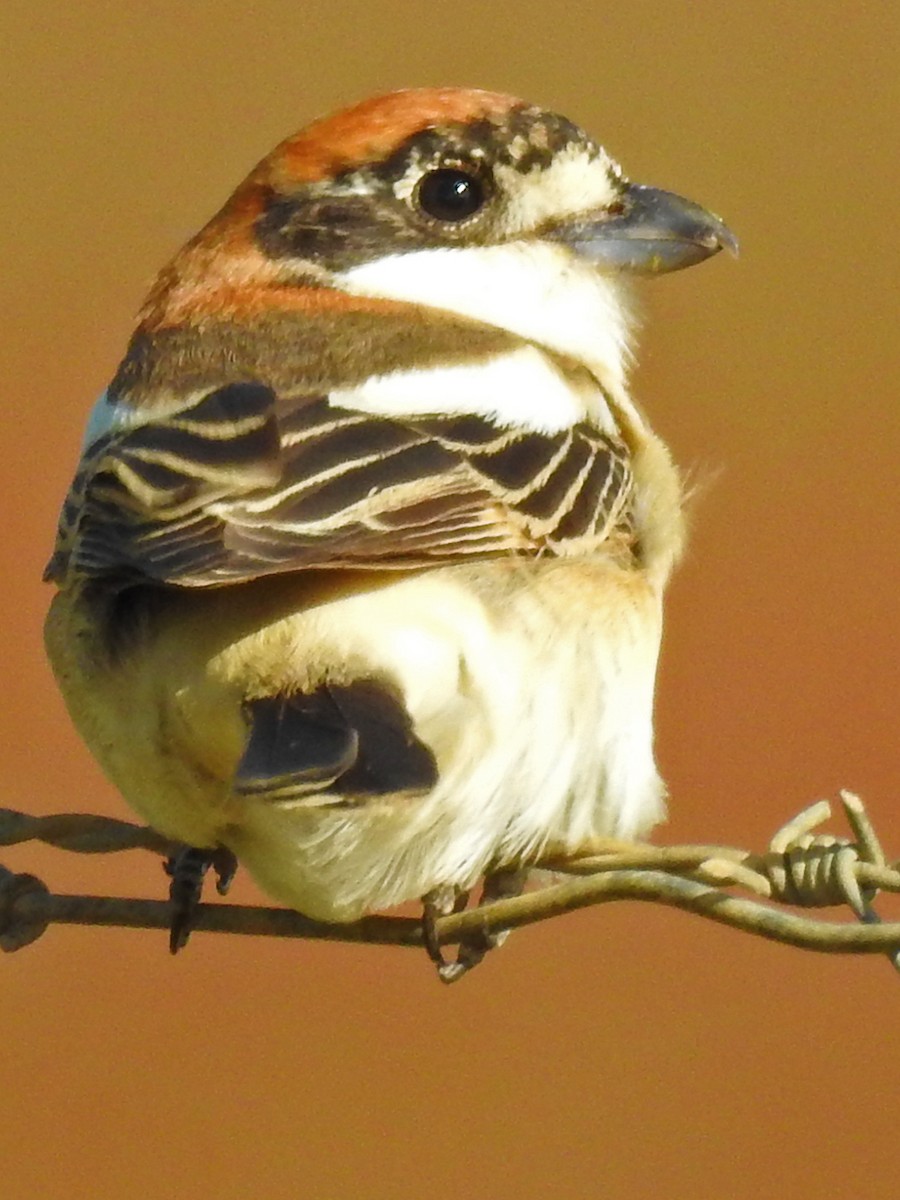 Woodchat Shrike - Brian Carruthers