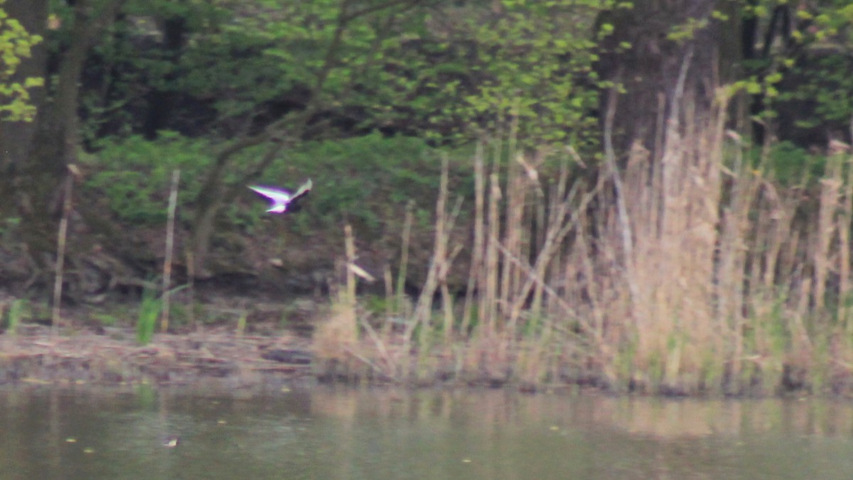 White-winged Tern - ML153129541