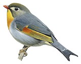 Red-billed Leiothrix Illustration