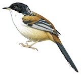 Rufous-backed Sibia Illustration