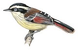 Red-tailed Minla Illustration