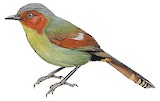 Scarlet-faced Liocichla Illustration