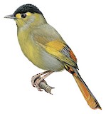 Bugun Liocichla Illustration