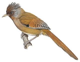 Illustrations - Rusty-fronted Barwing - Actinodura egertoni