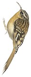 Hume's Treecreeper Illustration