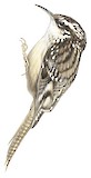 Bar-tailed Treecreeper Illustration