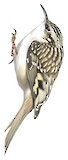 Brown Creeper Illustration