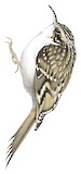 Eurasian Treecreeper Illustration