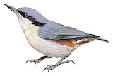 Chestnut-vented Nuthatch Illustration