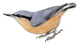 White-tailed Nuthatch Illustration