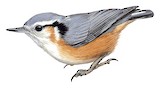 White-browed Nuthatch Illustration