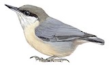 Pygmy Nuthatch Illustration