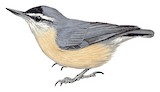 Algerian Nuthatch Illustration