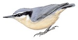 Yunnan Nuthatch Illustration