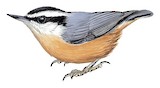 Red-breasted Nuthatch Illustration