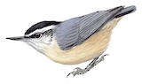 Chinese Nuthatch Illustration