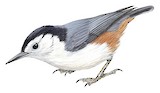 White-cheeked Nuthatch Illustration