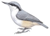 Eastern Rock Nuthatch Illustration