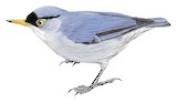 Yellow-billed Nuthatch Illustration