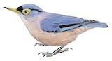 Sulphur-billed Nuthatch Illustration