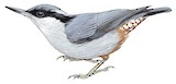 Giant Nuthatch Illustration