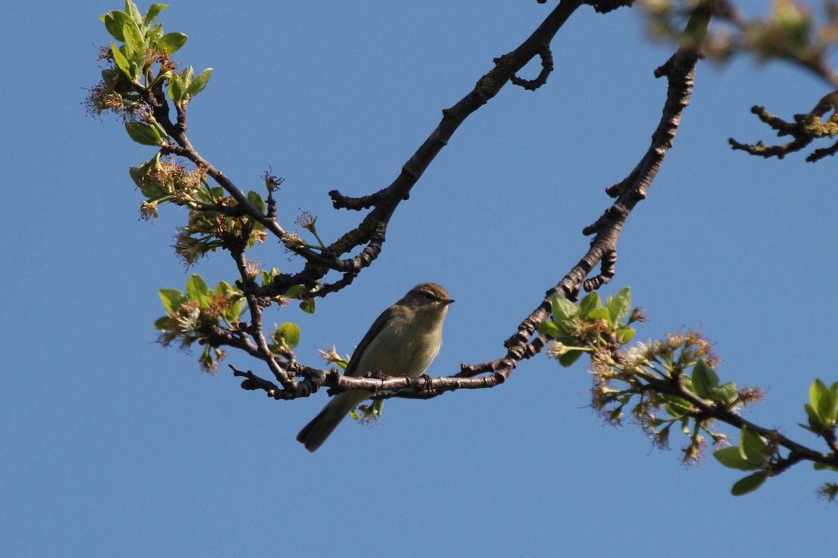 Common Chiffchaff (Common) - Alexander Lees
